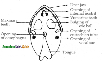 Samacheer Kalvi 11th Bio Zoology Guide Chapter 4 Organ and Organ Systems in Animals 21