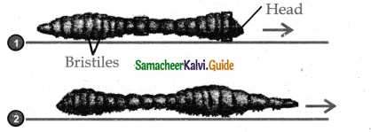 Samacheer Kalvi 11th Bio Zoology Guide Chapter 4 Organ and Organ Systems in Animals 22