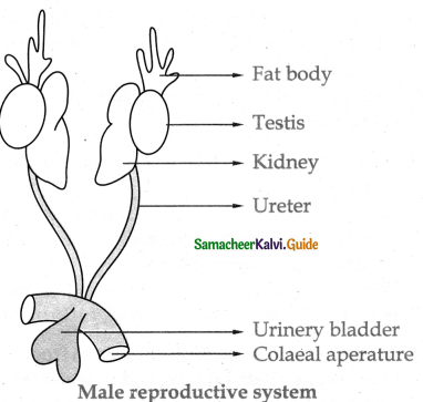 Samacheer Kalvi 11th Bio Zoology Guide Chapter 4 Organ and Organ Systems in Animals 3