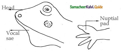 Samacheer Kalvi 11th Bio Zoology Guide Chapter 4 Organ and Organ Systems in Animals 5