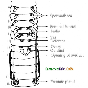 Samacheer Kalvi 11th Bio Zoology Guide Chapter 4 Organ and Organ Systems in Animals 9