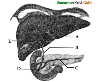 Samacheer Kalvi 11th Bio Zoology Guide Chapter 5 Digestion and Absorption 9