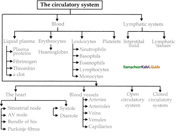 Samacheer Kalvi 11th Bio Zoology Guide Chapter 7 Body Fluids and Circulation 4