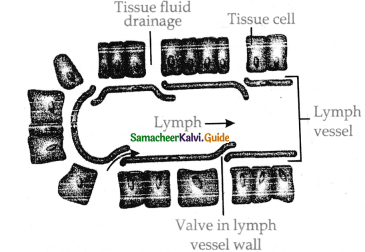 Samacheer Kalvi 11th Bio Zoology Guide Chapter 7 Body Fluids and Circulation 8