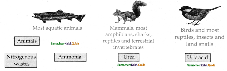 Samacheer Kalvi 11th Bio Zoology Guide Chapter 8 Excretion 1