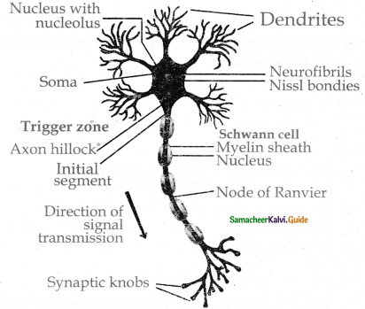 Samacheer Kalvi 11th Bio Zoology Guide Chapter 10 Neural Control and Coordination 14
