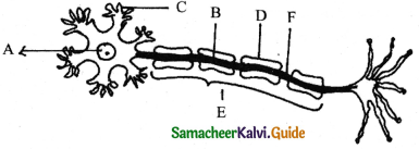 Samacheer Kalvi 11th Bio Zoology Guide Chapter 10 Neural Control and Coordination 2