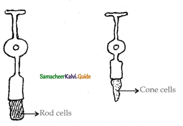 Samacheer Kalvi 11th Bio Zoology Guide Chapter 10 Neural Control and Coordination 25