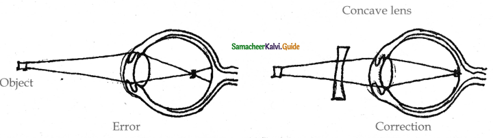 Samacheer Kalvi 11th Bio Zoology Guide Chapter 10 Neural Control and Coordination 26
