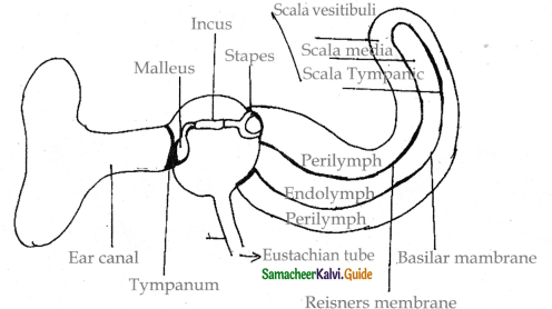Samacheer Kalvi 11th Bio Zoology Guide Chapter 10 Neural Control and Coordination 28