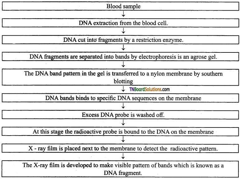 TN Board 12th Bio Zoology Important Questions Chapter 5 Molecular Genetics 4